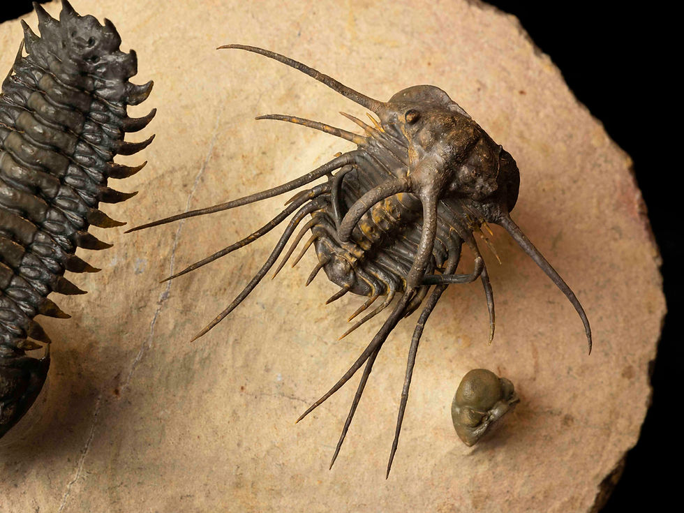 Thumbnail: Dicranurus monstrosus & Crotalocephalus gibbus