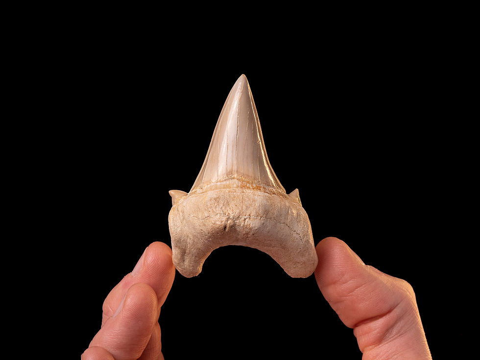 Fotografía auténtico diente de tiburón prehistórico Otodus obliquus | Toptrilos