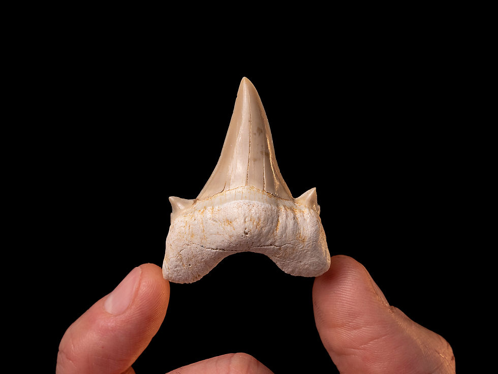 Fotografía auténtico diente de tiburón prehistórico Otodus obliquus de Toptrilos sobre una mano