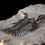 Miniatura: Fotografía Trilobite Devónico alta calidad exclusivo