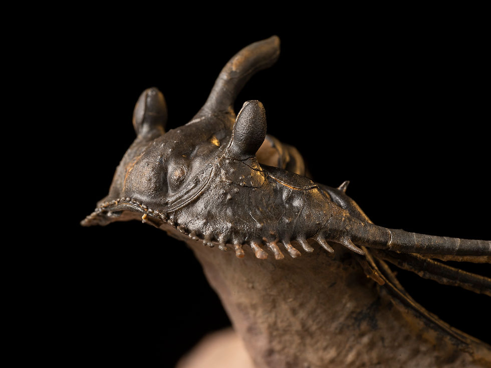 Thumbnail: Trilobite Fósil Devónico Kettneraspis prescheri