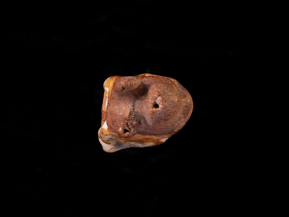 Thumbnail: Molar fósil mamífero Bison priscus (Pleistoceno) | Toptrilos