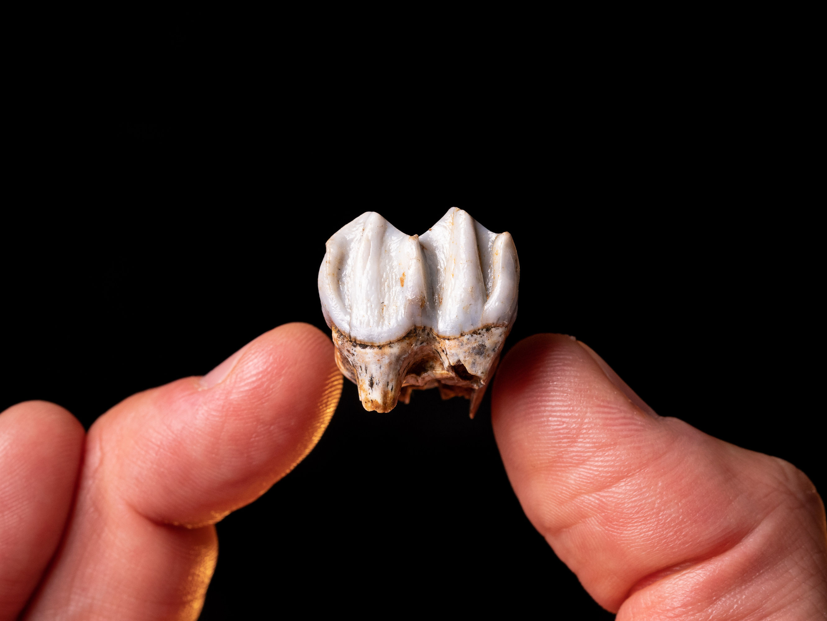 Molar fósil de Cervus sp. del Pleistoceno superior, procedente de Polonia
