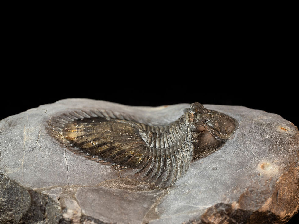 Thumbnail: Thysanopeltis speciosa austromaura