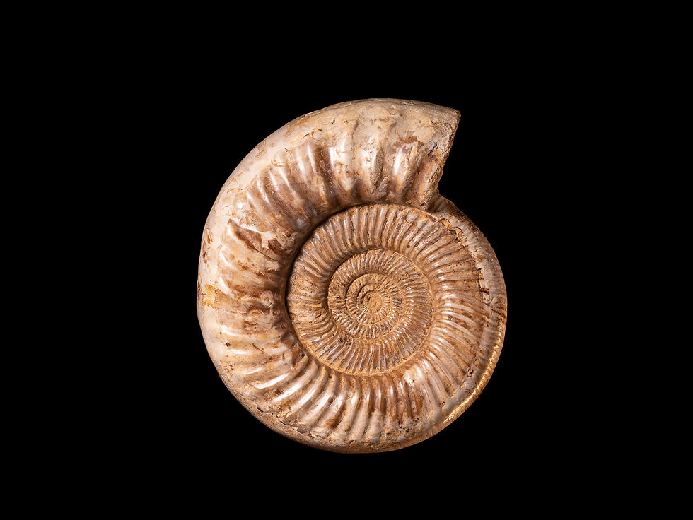 Thumbnail: Ammonite fósil Kranaosphinctes sp. Jurásico superior (Madagascar)