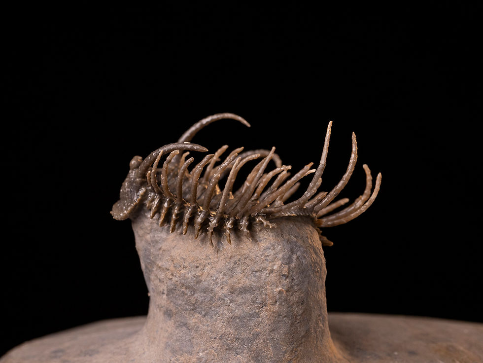 Miniatura: Increíble trilobite del devónico inferior Koneprusia dahmani