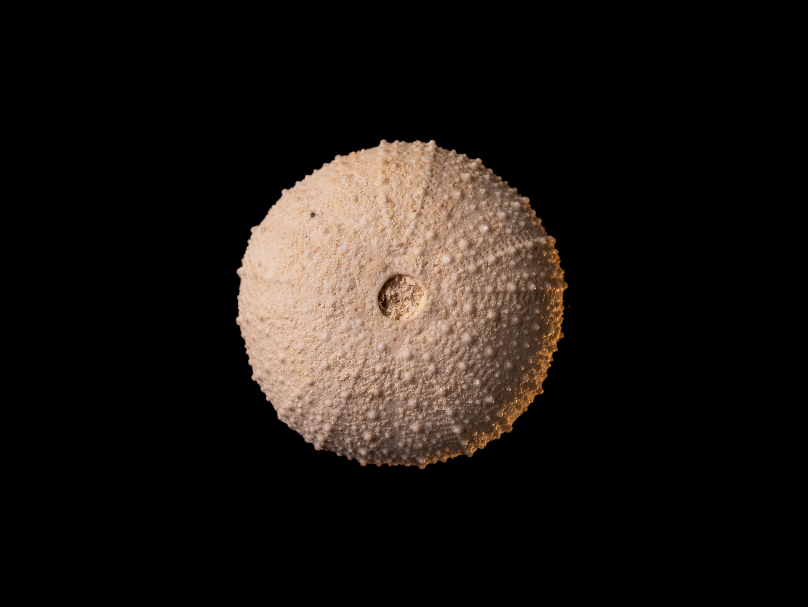 Erizo de mar fósil del Mioceno medio Cryptechinus humilior, procedente de Blanchetown (Australia)