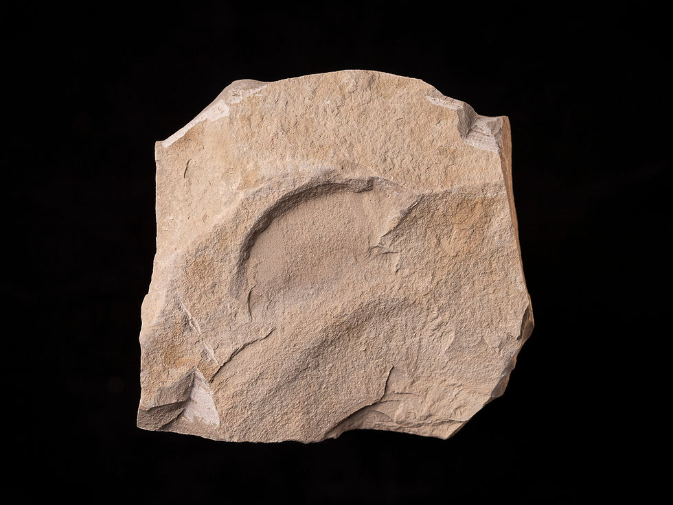 Thumbnail: Hoja fósil del Eoceno Mimosites coloradensis