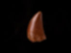 Fotografía vista frontal auténtico diente dinosaurio carnívoro Carcharodontosaurus saharicus calidad museo