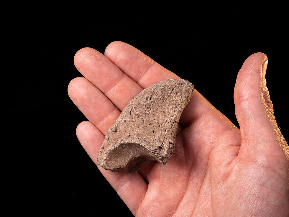 Casco fosilizado ciervo  (Pleistoceno) | Toptrilos