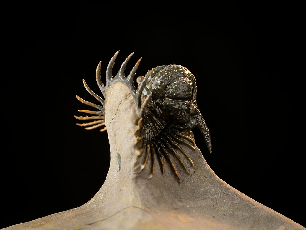 Miniatura: Acanthopyge (Lobopyge) stevei