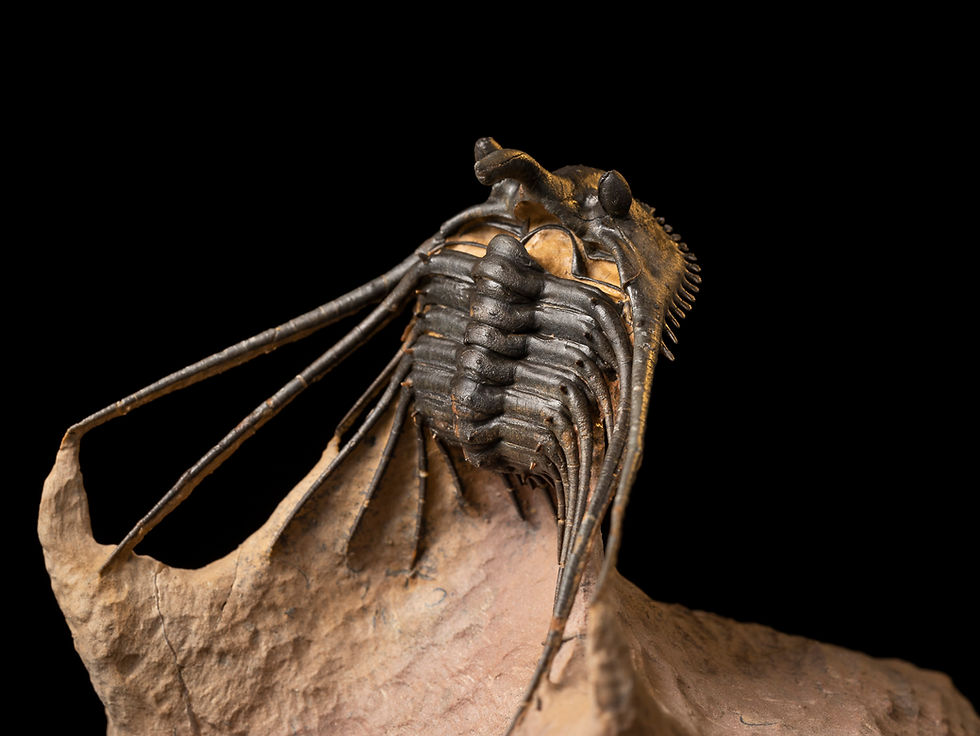 Thumbnail: Trilobite Fósil Devónico Kettneraspis prescheri