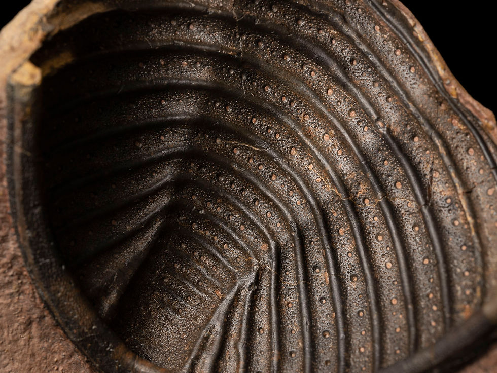 Thumbnail: Asociación Trilobites Devónico Metacanthina issoumourensis & Scabrella sp.