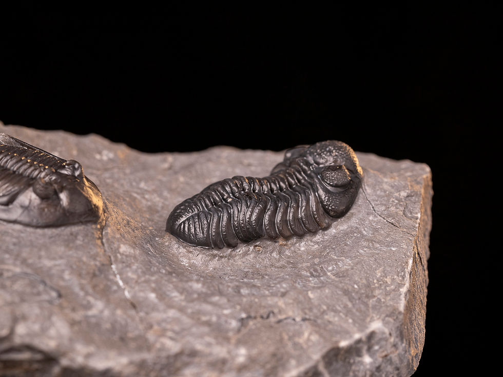 Thumbnail: Asociación de trilobites del devónico medio Mrakibina cattoi & Phacops araw