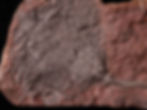 Placa de crinoideos del silúrico Scyphocrinites elegans