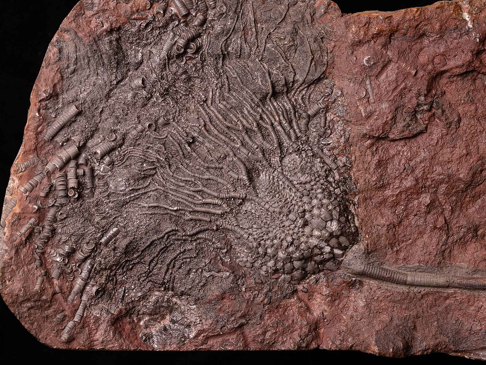 Placa de crinoideos del silúrico Scyphocrinites elegans
