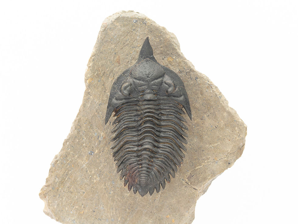 Miniatura: Minicryphaeus giganteus