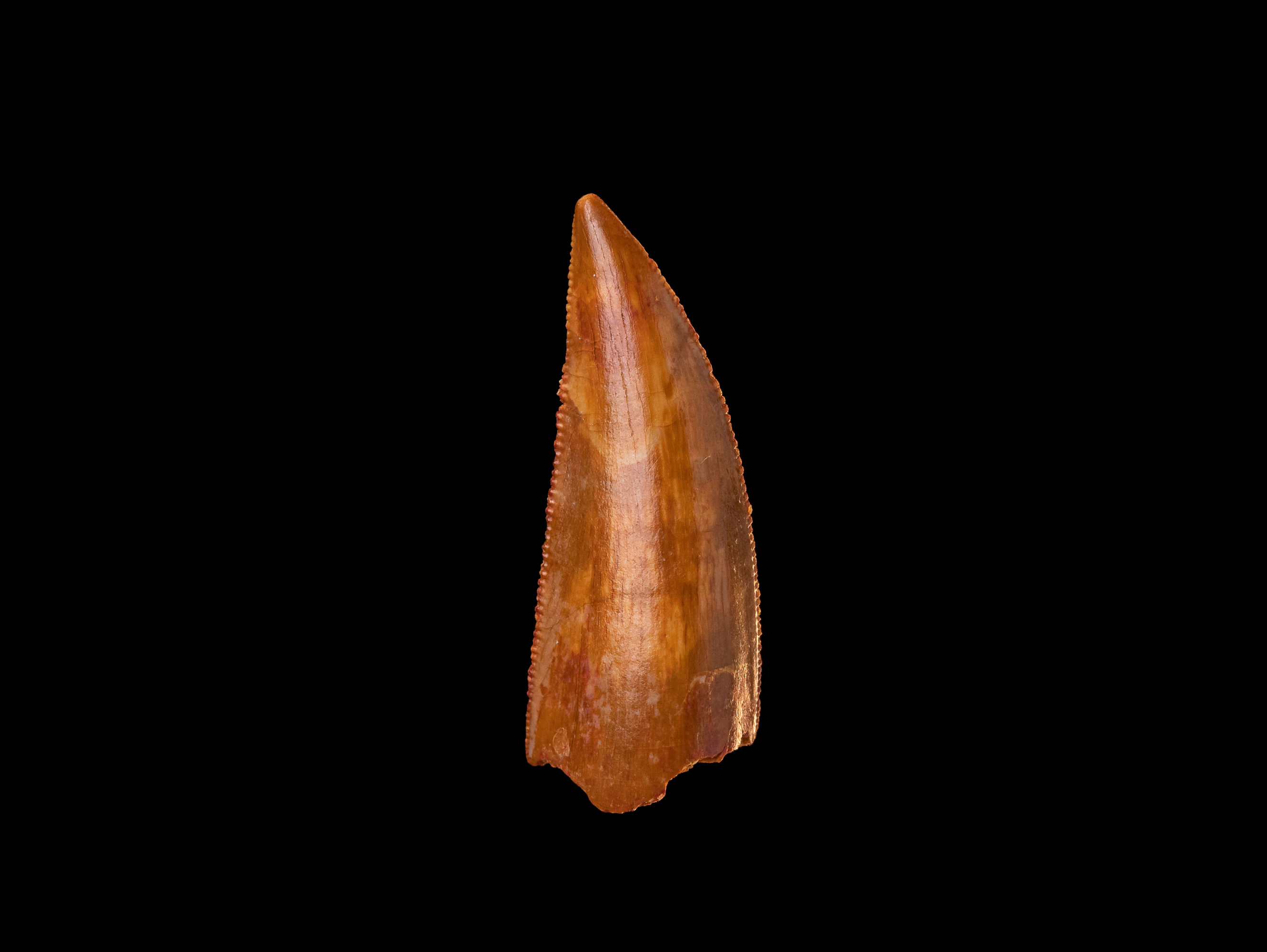 Fotografía vista frontal auténtico diente dinosaurio carnívoro calidad museo
