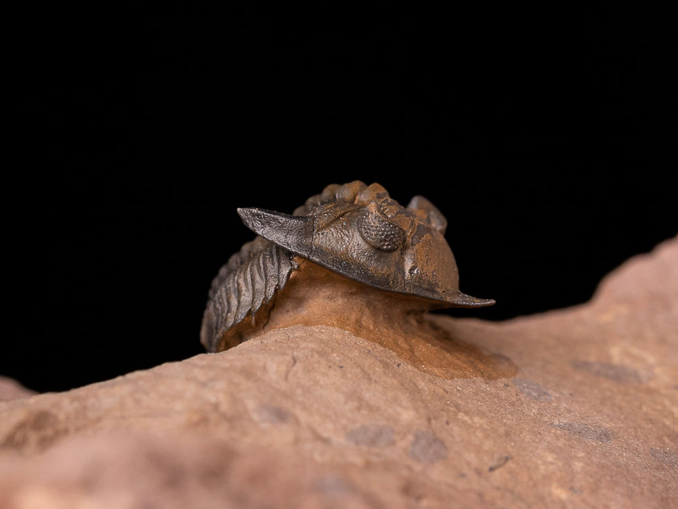 Trilobite del devónico Minicryphaeus minimus