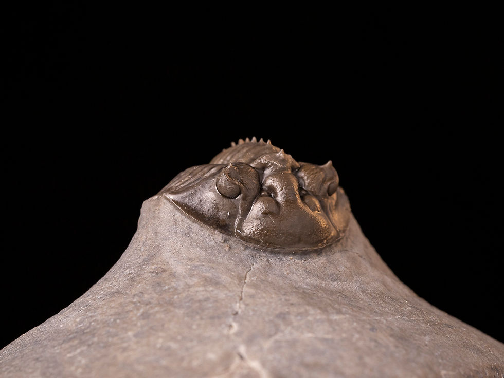 Miniatura: Trilobite del devónico inferior Scabriscutellum sp.