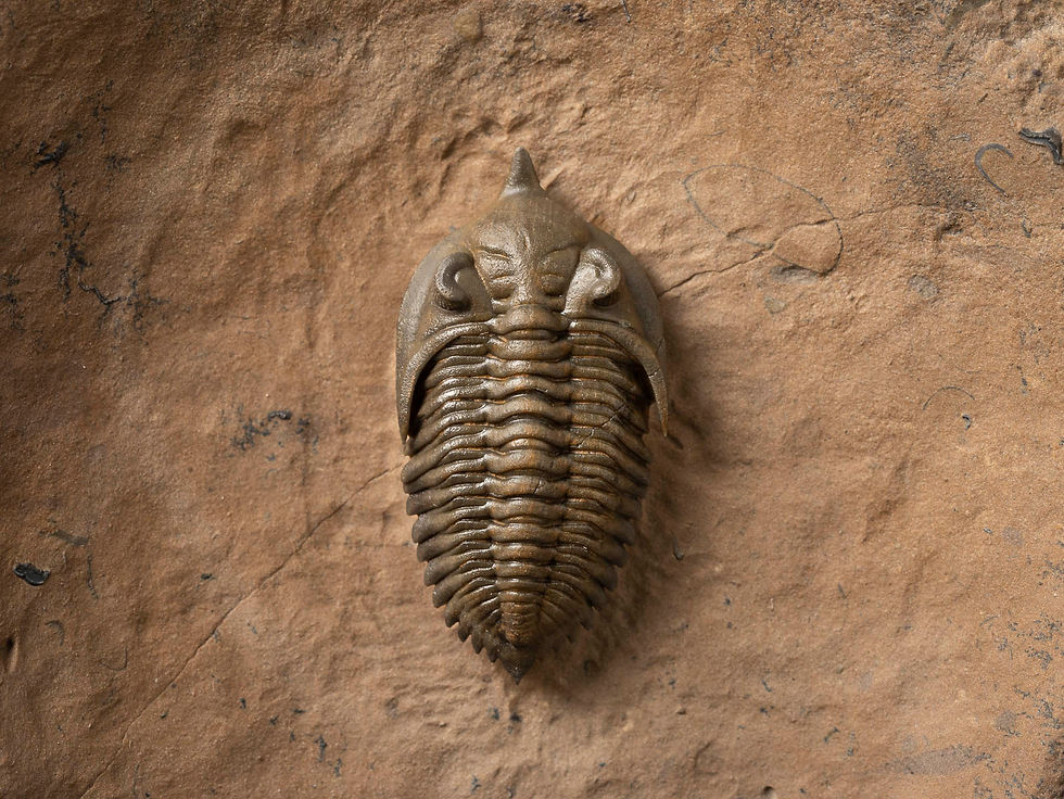 Thumbnail: Fotografia trilobite Devónico  Minicryphaeus minimus