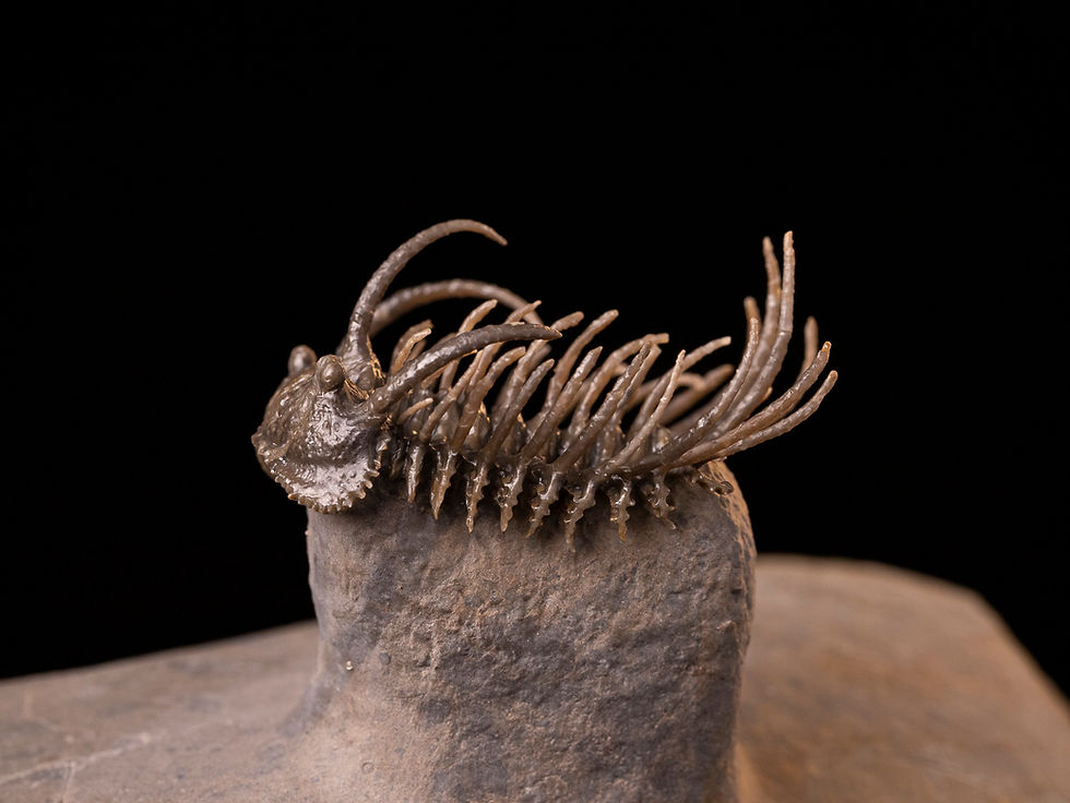Miniatura: Increíble trilobite del devónico inferior Koneprusia dahmani