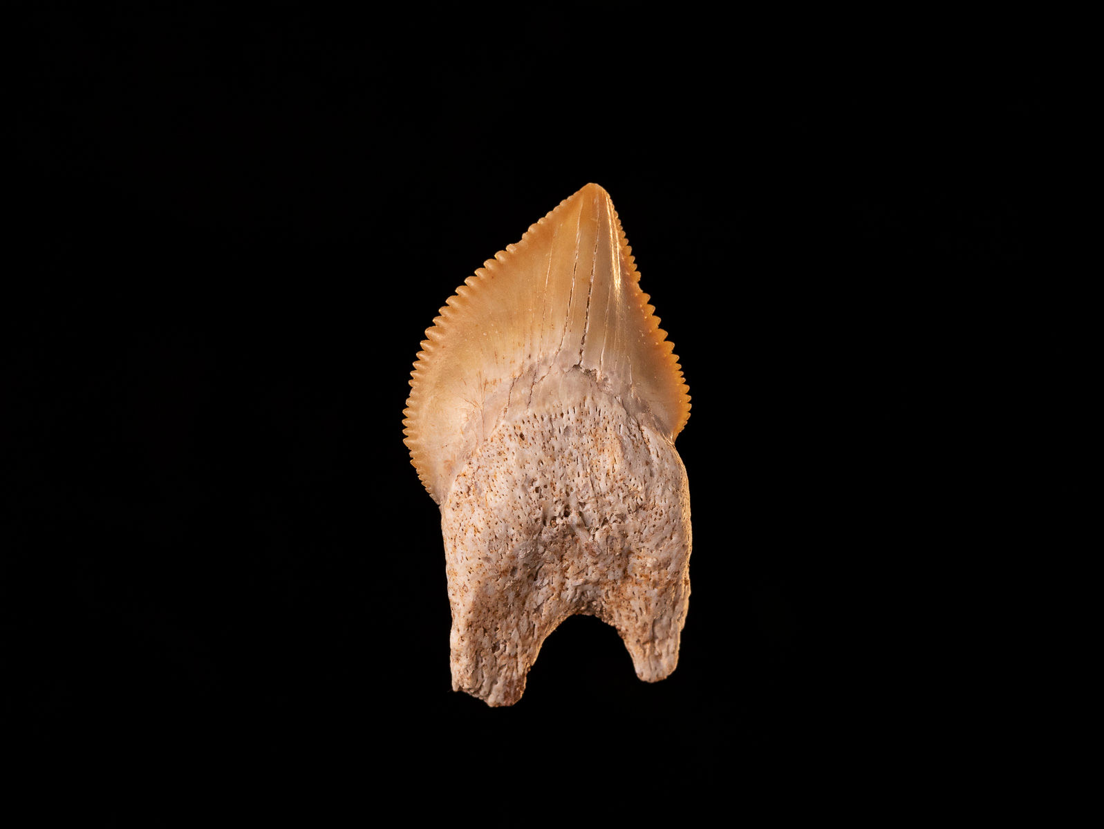 Diente de tiburón del Cretácico superior con deformación patológica Squalicorax pristodontus | Toptrilos