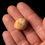 Miniatura: Vista frontal fotografía producto exclusivo erizo de mar Globator bleicheri sobre fondo negro.