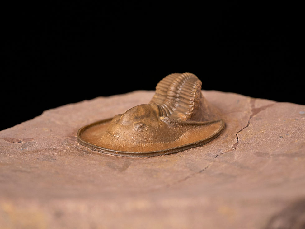 Trilobite del devónico inferior Lioharpes sp.