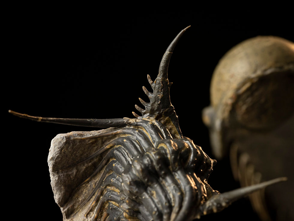 Thumbnail: Crotalocephalus gibbus & Leonaspis sp.