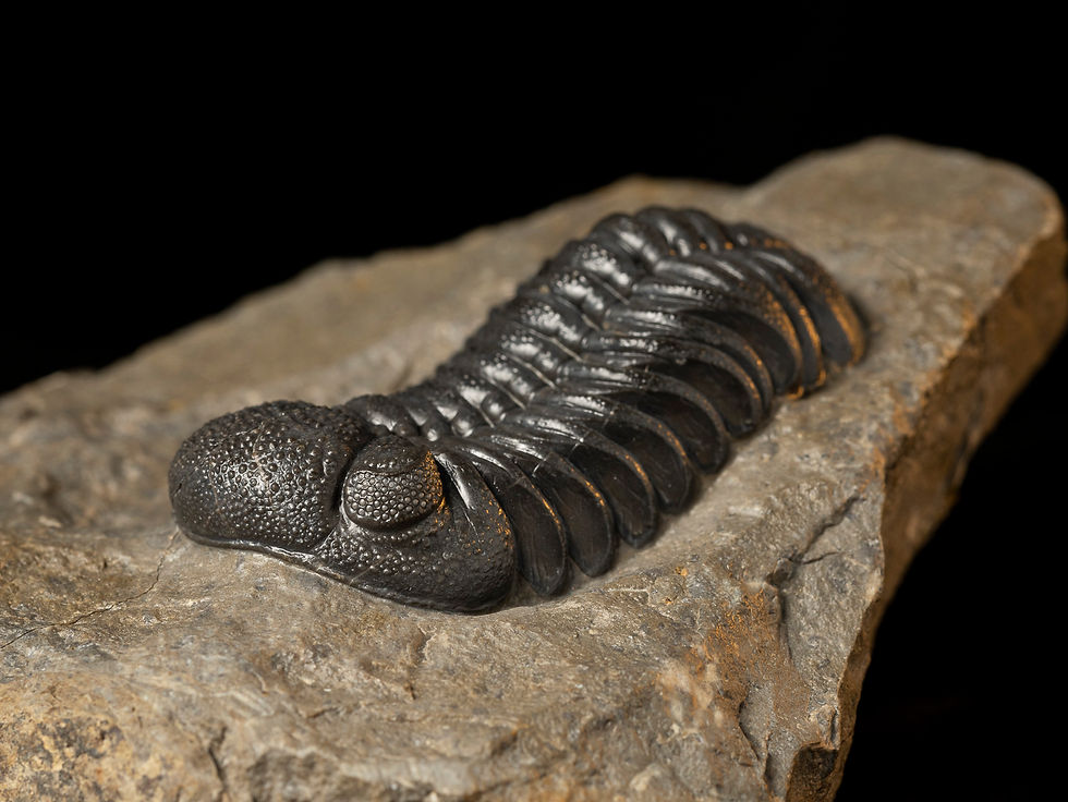 Trilobite fósil Devónico Morocops ovatus
