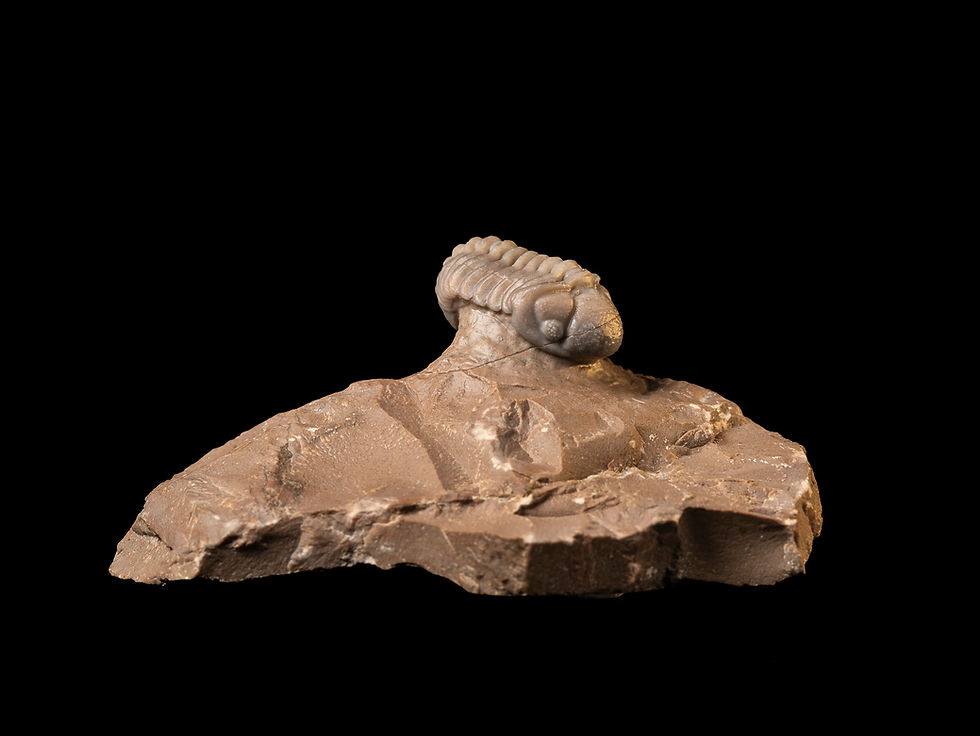 Thumbnail: Trilobite Devónico Eocryphops sp. Cantera Jorf