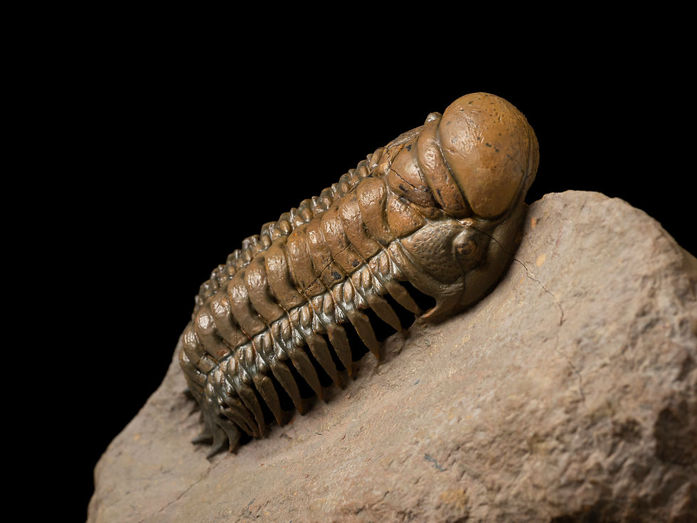Thumbnail: Trilobite Fósil Devónico Crotalocephalus gibbus