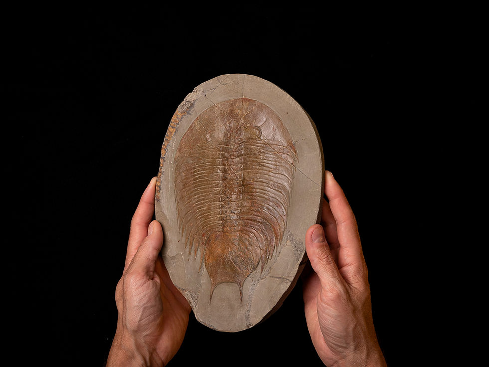 Thumbnail: Trilobite del ordovícico inferior Dikelokephalina brenchleyi
