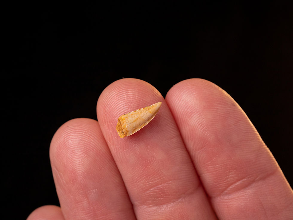 Miniatura: Fotografía vista general auténtico diente dinosaurio carnívoro calidad museo sobre una mano