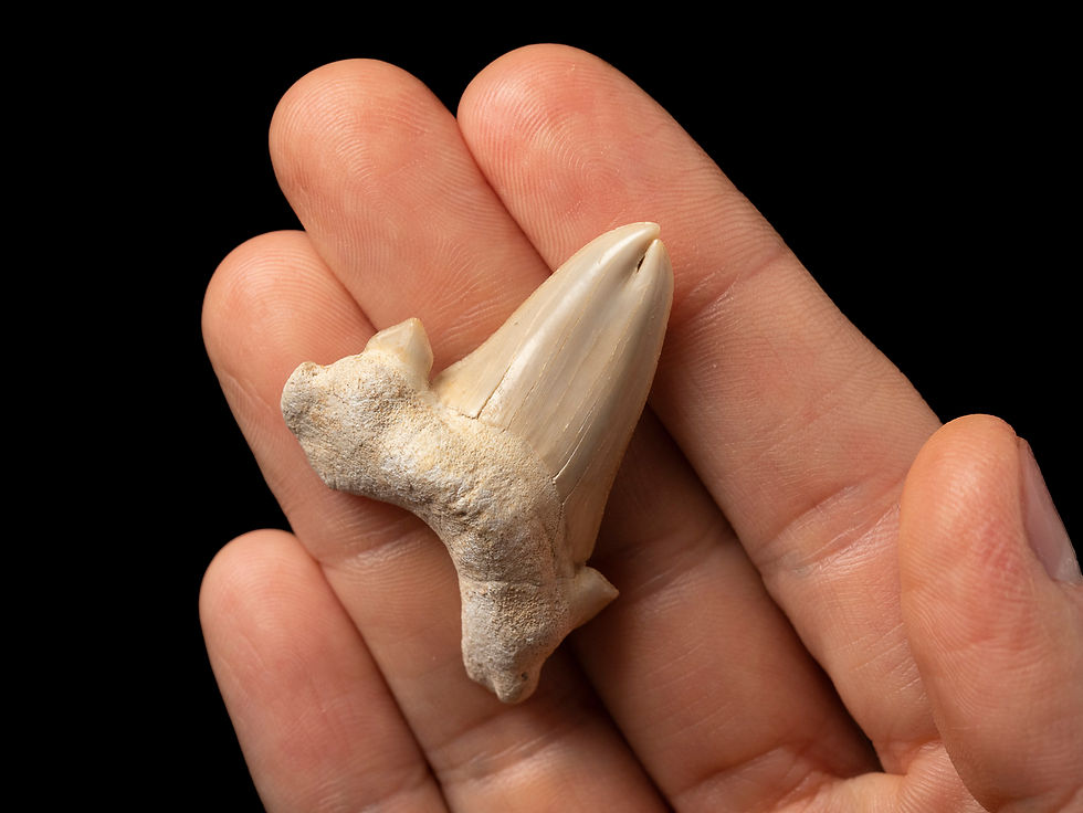 Thumbnail: Fotografía vista frontal diente tiburón Otodus obliquus con deformación por patología sobre un fondo negro