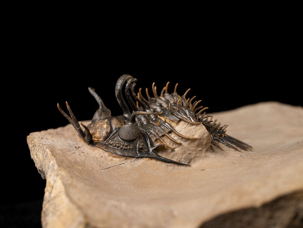 Thumbnail: Trilobite Fósil Devónico Walliserops hammi