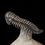 Thumbnail: Trilobite del Devónico Crotalocephalus gibbus con asombrosa limpieza