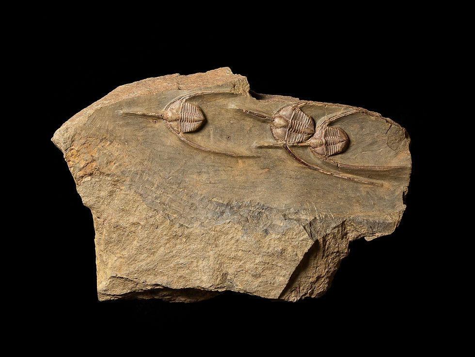 Thumbnail: Asombrosa migración de trilobites del ordovícico Ampyx priscus