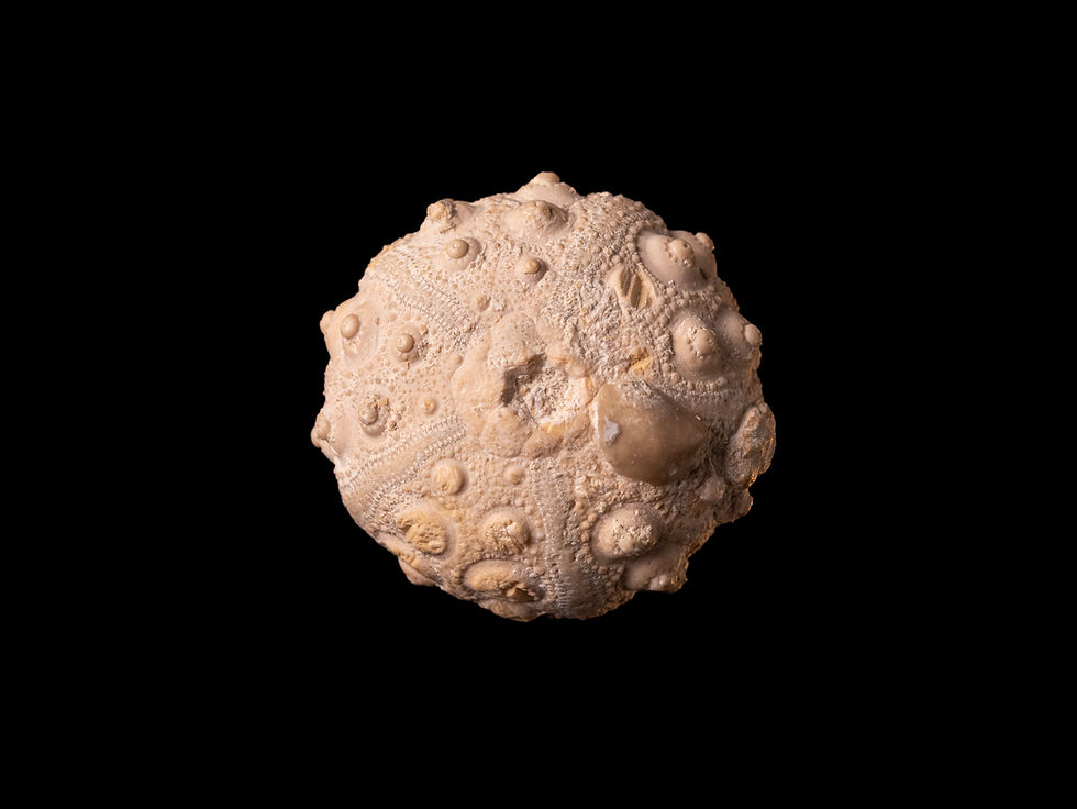 Erizo de mar fósil del Jurásico medio Hemicidaris luciensis, procedente de Calvados (Francia)