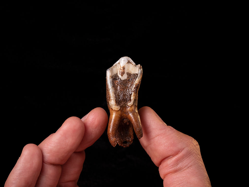 Miniatura: Molar fósil mamífero Bison priscus (Pleistoceno)