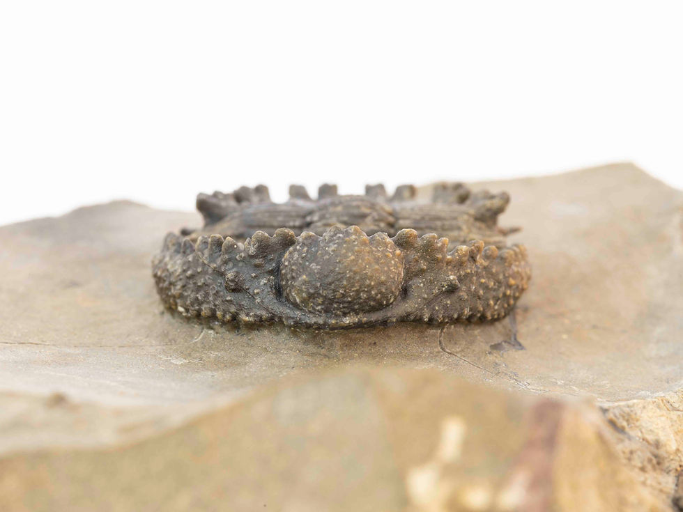 Thumbnail: Akantharges mbareki
