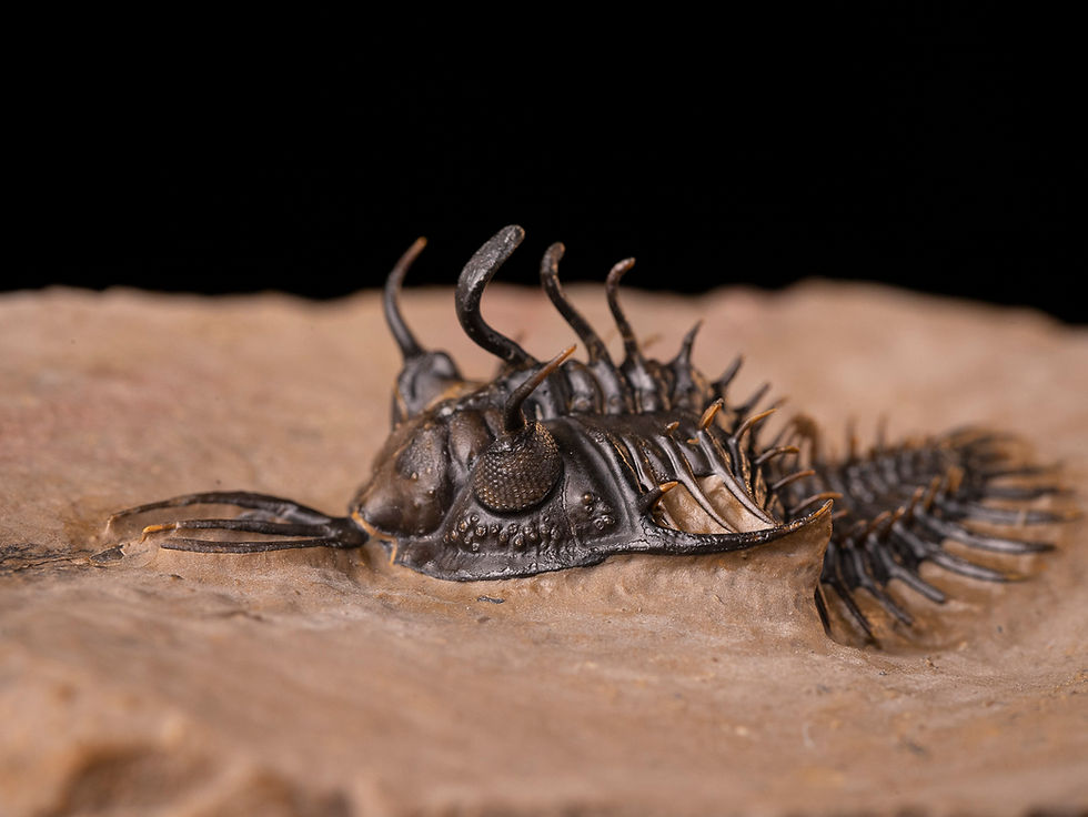 Thumbnail: Trilobite del devónico inferior Walliserops hammi