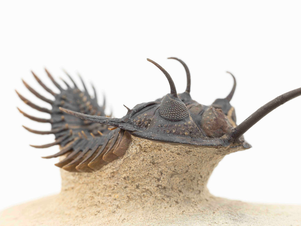 Miniatura: Walliserops trifurcatus