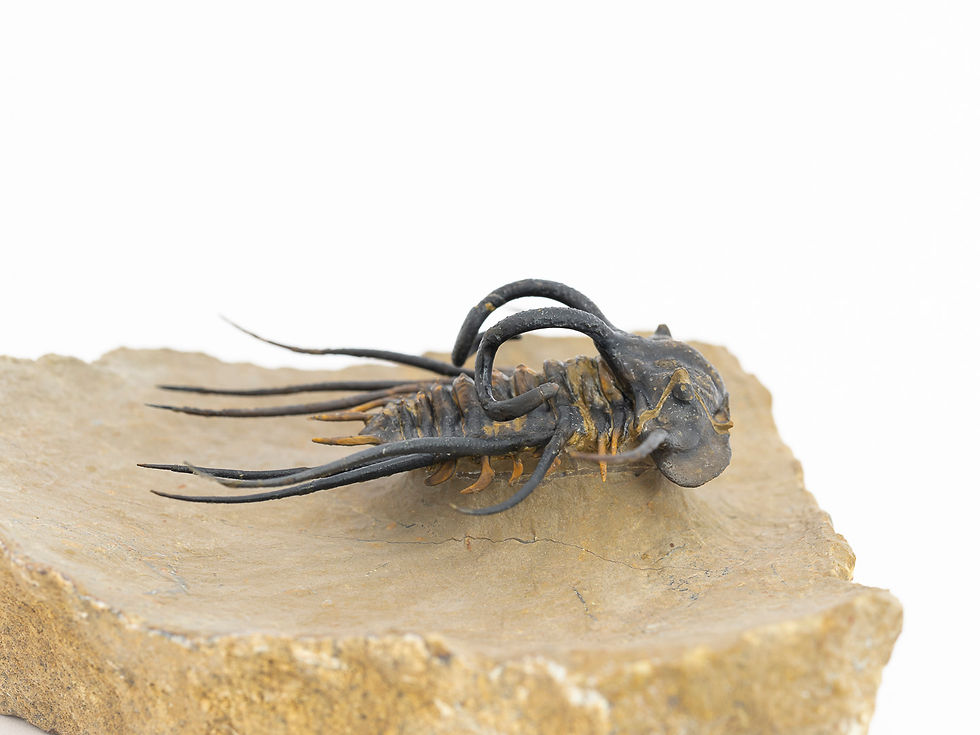 Thumbnail: Dicranurus monstrosus