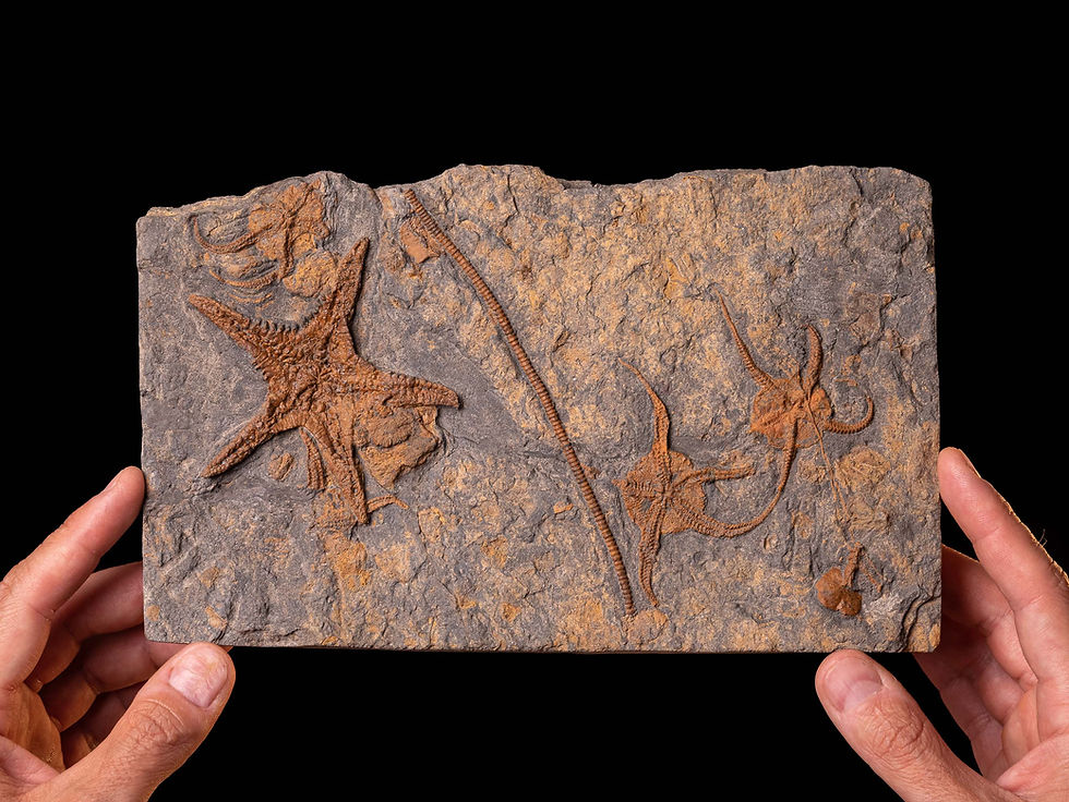 Equinodermos fósiles Ophiuroidea y Asteroidea del Ordovícico procedentes de El Kaid Errami