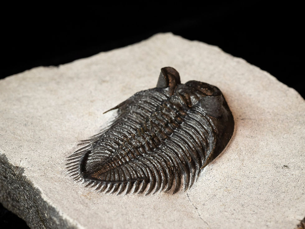 Thumbnail: Erbenochile issoumourensis