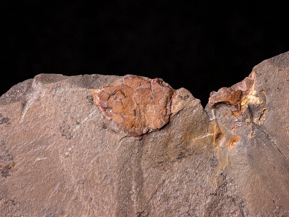 Thumbnail: Trilobite del ordovícico superior Declivolithus alfredi