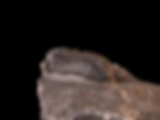 Thumbnail: Trilobite del Devónico inferior Pedinopariops (Hypsipariops) vagabundus