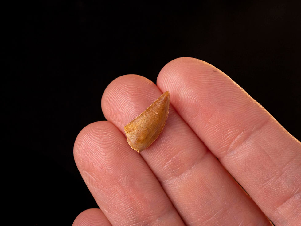 Miniatura: Fotografía vista general auténtico diente dinosaurio carnívoro calidad museo sobre una mano